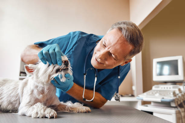 Best Emergency Broken Tooth Repair in Orleans, IN